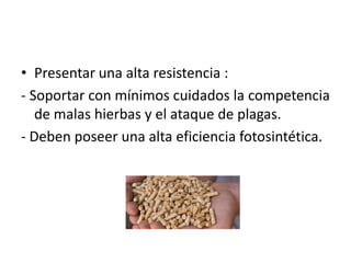 • Presentar una alta resistencia :
- Soportar con mínimos cuidados la competencia
   de malas hierbas y el ataque de plagas.
- Deben poseer una alta eficiencia fotosintética.
 