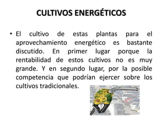 CULTIVOS ENERGÉTICOS

• El cultivo de estas plantas para el
  aprovechamiento energético es bastante
  discutido. En primer lugar porque la
  rentabilidad de estos cultivos no es muy
  grande. Y en segundo lugar, por la posible
  competencia que podrían ejercer sobre los
  cultivos tradicionales.
 