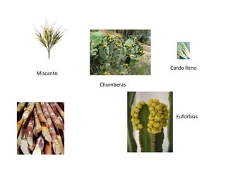 Cardo lleno
Miscanto

           Chumberas




                         Euforbias
 
