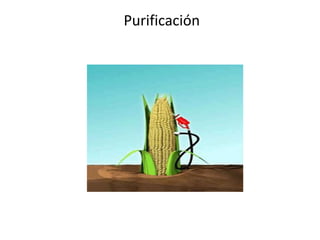 Purificación
 