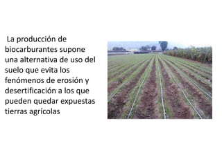 La producción de
biocarburantes supone
una alternativa de uso del
suelo que evita los
fenómenos de erosión y
desertificación a los que
pueden quedar expuestas
tierras agrícolas
 