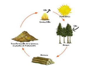 Biomas1