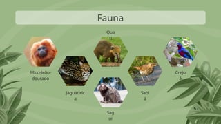 Fauna
Crejo
á
Mico-leão-
dourado
Jaguatiric
a
Sag
ui
Sabi
á
Qua
ti
 