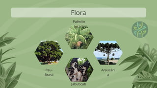 Flora
Pau-
Brasil
Jabuticab
Araucári
a
Palmito
Juçara
 