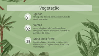 Igapós
Vegetação
Várzea
01
02
03
Uma parte do solo permanece inundada
continuamente.
Áreas alagáveis são locais que ficam
temporariamente inundados durante os
períodos de cheia.
Mata terra firme
Localizadas em áreas de terreno mais
elevado, essas regiões não sofrem com
inundações.
 