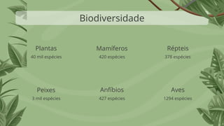 Biodiversidade
40 mil espécies 420 espécies 378 espécies
3 mil espécies 427 espécies 1294 espécies
Plantas Mamíferos Répteis
Peixes Anfíbios Aves
 