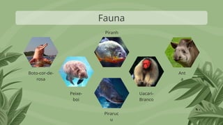 Fauna
Ant
a
Boto-cor-de-
rosa
Peixe-
boi
Piraruc
u
Uacari-
Branco
Piranh
a
 