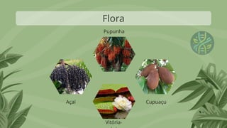 Flora
Açaí
Vitória-
Cupuaçu
Pupunha
 