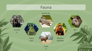 Fauna
Ant
a
Ariranh
a
Arara
Azul
Vead
o
Macaco-
barbado
Jacaré-do-
pantanal
 