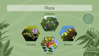 Flora
Camalote
Aroeir
Manduvi
Embaúba
 