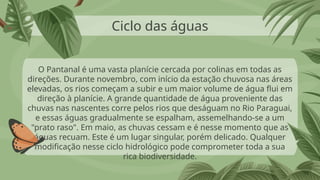 Ciclo das águas
O Pantanal é uma vasta planície cercada por colinas em todas as
direções. Durante novembro, com início da estação chuvosa nas áreas
elevadas, os rios começam a subir e um maior volume de água flui em
direção à planície. A grande quantidade de água proveniente das
chuvas nas nascentes corre pelos rios que deságuam no Rio Paraguai,
e essas águas gradualmente se espalham, assemelhando-se a um
"prato raso". Em maio, as chuvas cessam e é nesse momento que as
águas recuam. Este é um lugar singular, porém delicado. Qualquer
modificação nesse ciclo hidrológico pode comprometer toda a sua
rica biodiversidade.
 