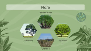 Flora
Cabreúva
Gramíne
Algarrob
o
Palmeira-anã
 