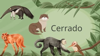 Cerrado
 
