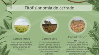 Composta por espécies
arbustivas, com árvores
de pequeno porte,
troncos tortuosos e raízes
profundas que alcançam
os lençóis freáticos.
É comumente referido
como Cerrado Ralo e é
composto por plantas do
estrato herbáceo, com
pouca expressão de
arbustos.
É um tipo de vegetação
formado por gramíneas,
sem a presença de
árvores.
Campo limpo Campo sujo
Cerrado stricto
sensu
Fitofisionomia do cerrado
 