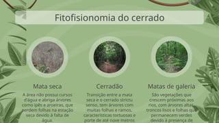 São vegetações que
crescem próximas aos
rios, com árvores altas,
troncos lisos e folhas que
permanecem verdes
devido à presença de
Transição entre a mata
seca e o cerrado strictu
senso, tem árvores com
muitas folhas e ramos,
características tortuosas e
porte de até nove metros
A área não possui cursos
d'água e abriga árvores
como ipês e aroeiras, que
perdem folhas na estação
seca devido à falta de
água.
Mata seca Cerradão Matas de galeria
Fitofisionomia do cerrado
 