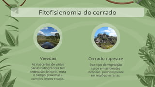 Esse tipo de vegetação
surge em ambientes
rochosos, principalmente
em regiões serranas.
As nascentes de várias
bacias hidrográficas têm
vegetação de buriti, mata
e campo, próximas a
campos limpos e sujos.
Veredas Cerrado rupestre
Fitofisionomia do cerrado
 