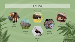 Fauna
Tatu-
Canastra
Lobo-
guará
Piraruc
u
Carcar
á
Onça-
pintada
Tamanduá-
bandeira
 