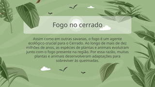 Assim como em outras savanas, o fogo é um agente
ecológico crucial para o Cerrado. Ao longo de mais de dez
milhões de anos, as espécies de plantas e animais evoluíram
junto com o fogo presente na região. Por essa razão, muitas
plantas e animais desenvolveram adaptações para
sobreviver às queimadas.
Fogo no cerrado
 