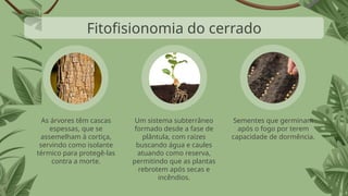 Sementes que germinam
após o fogo por terem
capacidade de dormência.
Um sistema subterrâneo
formado desde a fase de
plântula, com raízes
buscando água e caules
atuando como reserva,
permitindo que as plantas
rebrotem após secas e
incêndios.
As árvores têm cascas
espessas, que se
assemelham à cortiça,
servindo como isolante
térmico para protegê-las
contra a morte.
Fitofisionomia do cerrado
 