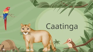Caatinga
 