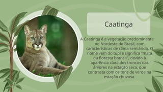 Caatinga
A Caatinga é a vegetação predominante
no Nordeste do Brasil, com
características de clima semiárido. O
nome vem do tupi e significa "mata
ou floresta branca", devido à
aparência clara dos troncos das
árvores na estação seca, que
contrasta com os tons de verde na
estação chuvosa.
 
