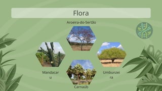 Flora
Mandacar
u
Carnaúb
Umbunzei
ra
Aroeira-do-Sertão
 