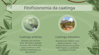Acontece em regiões mais
planas e baixas, onde
árvores de pequeno porte
estão ligadas a cactáceas,
bromélias e croatás.
Floresta com árvores
altas. Durante a estação
chuvosa, elas criam uma
copa contínua e uma
floresta sombreada em
seu interior.
Caatinga arbórea Caatinga arbustiva
Fitofisionomia da caatinga
 