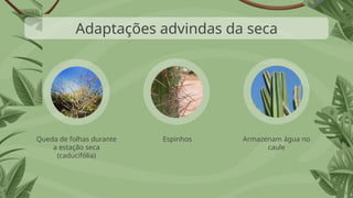 Armazenam água no
caule
Espinhos
Queda de folhas durante
a estação seca
(caducifólia)
Adaptações advindas da seca
 