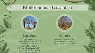 Contem arbustos com
caules tortuosos, finos e
cheios de emaranhados.
Floresta que se
desenvolve nas encostas e
cumes das serras e
chapadas, onde as
árvores dessa vegetação
tendem a perder menos
Mata seca Carrasco
Fitofisionomia da caatinga
 