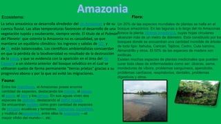La selva amazónica se desarrolla alrededor del río Amazonas y de su
cuenca fluvial. Las altas temperaturas favorecen el desarrollo de una
vegetación tupida y exuberante, siempre verde. El título de el Pulmón
del Planeta4 que ostenta la Amazonia no es casualidad, ya que
mantiene un equilibrio climático: los ingresos y salidas de CO2 y
de O2 están balanceados. Los científicos ambientalistas concuerdan
en que la pérdida de la biodiversidad es resultado de la destrucción
de la selva, y que se evidencia con la aparición en el área del río
Caquetá a un sistema anterior del bosque selvático en el cual se
utilizaron suelos de forma permanente “tierras prietas” gracias a su
progresivo abono y por lo que así evitó las migraciones.
Ecosistema:
Fauna:
Entre los mamíferos, el Amazonas posee enorme
cantidad de especies, destacando los monos, el jaguar,
el puma, el tapir y losciervos. En sus aguas viven dos
especies de delfines, destacando el delfín rosado.
Se encuentran reptiles como gran cantidad de especies
de tortugas acuáticas y terrestres, caimanes, cocodrilos,
y multitud deserpientes, entre ellas la anaconda —el
mayor ofidio del mundo—, etc.
Flora:
Un 20% de las especies mundiales de plantas se halla en el
bosque amazónico. En las lagunas a lo largo del río Amazonas
florece la planta Victoria amazonica, cuyas hojas circulares
alcanzan más de un metro de diámetro. Está constituido por los
bosques donde se encuentran una cantidad increíble de árboles
de todo tipo: Itahuba, Caricari, Tajibos, Cedro, Cuta barcina,
Almandrillo y otros. El 50% de las especies de madera son
exóticas.
Existen muchas especies de plantas medicinales que pueden
curar toda clase de enfermedades como ser: úlceras, asma,
mordeduras de víbora, problemas sanguíneos, apendicitis,
problemas cardíacos, respiratorios, dentales, problemas
digestivos y otros.
 