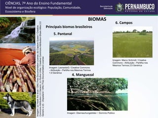 BIOMAS
Principais biomas brasileiros
CIÊNCIAS, 7º Ano do Ensino Fundamental
Nível de organização ecológico: População, Comunidade,
Ecossistema e Biosfera
Imagem:
(a)
Hawk
the
druid
/
GNU
Free
Documentation
License;
(b)
Capture
Queen
/
Creative
Commons
Attribution
2.0
Generic;
(c)
Rufino
Uribe
/
Creative
Commons
Attribution-Share
Alike
2.0
Generic
e
(d)
:
Utopialand
/
GNU
Free
Documentation
License
5. Pantanal
Imagem: LeonardoG / Creative Commons
- Atribuição - Partilha nos Mesmos Termos
1.0 Genérica
4. Manguezal
Imagem: Überraschungsbilder / Domínio Público
6. Campos
Imagem: Marco Schmidt / Creative
Commons - Atribuição - Partilha nos
Mesmos Termos 2.5 Genérica
 