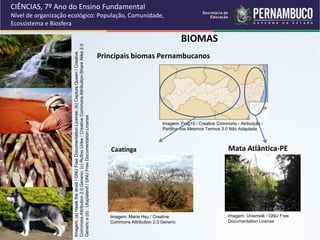 BIOMAS
Principais biomas Pernambucanos
CIÊNCIAS, 7º Ano do Ensino Fundamental
Nível de organização ecológico: População, Comunidade,
Ecossistema e Biosfera
Imagem:
(a)
Hawk
the
druid
/
GNU
Free
Documentation
License;
(b)
Capture
Queen
/
Creative
Commons
Attribution
2.0
Generic;
(c)
Rufino
Uribe
/
Creative
Commons
Attribution-Share
Alike
2.0
Generic
e
(d)
:
Utopialand
/
GNU
Free
Documentation
License
Mata Atlântica-PE
Caatinga
Imagem: Maria Hsu / Creative
Commons Attribution 2.0 Generic
Imagem: Uniemelk / GNU Free
Documentation License
Imagem: Frag15 / Creative Commons - Atribuição -
Partilha nos Mesmos Termos 3.0 Não Adaptada
 