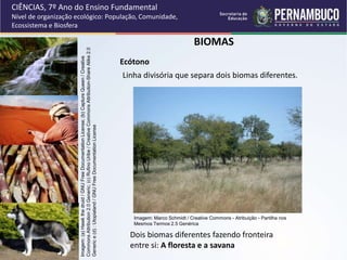 BIOMAS
Ecótono
Linha divisória que separa dois biomas diferentes.
Dois biomas diferentes fazendo fronteira
entre si: A floresta e a savana
CIÊNCIAS, 7º Ano do Ensino Fundamental
Nível de organização ecológico: População, Comunidade,
Ecossistema e Biosfera
Imagem:
(a)
Hawk
the
druid
/
GNU
Free
Documentation
License;
(b)
Capture
Queen
/
Creative
Commons
Attribution
2.0
Generic;
(c)
Rufino
Uribe
/
Creative
Commons
Attribution-Share
Alike
2.0
Generic
e
(d)
:
Utopialand
/
GNU
Free
Documentation
License
Imagem: Marco Schmidt / Creative Commons - Atribuição - Partilha nos
Mesmos Termos 2.5 Genérica
 