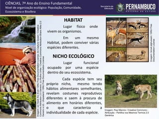 HABITAT
Lugar físico onde
vivem os organismos.
Em um mesmo
Habitat, podem conviver várias
espécies diferentes.
NICHO ECOLÓGICO
Lugar funcional
ocupado por uma espécie
dentro do seu ecossistema.
Cada espécie tem seu
próprio nicho, mesmo tendo
hábitos alimentares semelhantes,
revelam costumes reprodutivos
diferentes e saem à procura de
alimento em horários diferentes,
o que caracteriza a
individualidade de cada espécie.
CIÊNCIAS, 7º Ano do Ensino Fundamental
Nível de organização ecológico: População, Comunidade,
Ecossistema e Biosfera
Imagem:
(a)
Hawk
the
druid
/
GNU
Free
Documentation
License;
(b)
Capture
Queen
/
Creative
Commons
Attribution
2.0
Generic;
(c)
Rufino
Uribe
/
Creative
Commons
Attribution-Share
Alike
2.0
Generic
e
(d)
:
Utopialand
/
GNU
Free
Documentation
License
Imagem:
Ismail.alghussein
/
GNU
Free
Documentation
License
Imagem: Paul Mannix / Creative Commons -
Atribuição - Partilha nos Mesmos Termos 2.0
Genérica
 