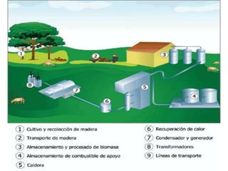 Biomasa | PPT