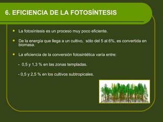 6. EFICIENCIA DE LA FOTOSÍNTESIS La fotosíntesis es un proceso muy poco eficiente.  De la energía que llega a un cultivo,  sólo del 5 al 6%, es convertida en biomasa. La eficiencia de la conversión fotosintética varía entre: -  0,5 y 1,3 % en las zonas templadas. - 0,5 y 2,5 % en los cultivos subtropicales. 