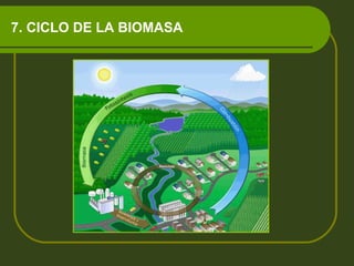 7. CICLO DE LA BIOMASA 