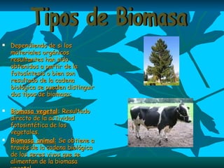Dependiendo de si los materiales orgánicos resultantes han sido obtenidos a partir de la fotosíntesis o bien son resultado de la cadena biológica se pueden distinguir dos tipos de biomasa: Biomasa vegetal :  Resultado directo de la actividad fotosintética de los vegetales.  Biomasa animal :  Se obtiene a través de la cadena biológica de los seres vivos que se alimentan de la biomasa vegetal. Tipos de Biomasa 