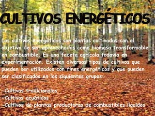 Los cultivos energéticos son plantas cultivadas con el objetivo de ser aprovechadas como biomasa transformable en combustible. Es una faceta agrícola todavía en experimentación. Existen diversos tipos de cultivos que pueden ser utilizados con fines energéticos y que pueden ser clasificados en los siguientes grupos: -Cultivos tradicionales -Cultivos acuáticos -Cultivos de plantas productoras de combustibles líquidos CULTIVOS ENERGÉTICOS 