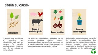 SEGÚN SU ORIGEN
Es aquella que procede de
la naturaleza, sin
intervención del del ser
humano. Por ejemplo,
aquellas ramas y hojas que
caen de los árboles de
forma natural.
Se trata de subproductos generados de la
industria ganadera, agrícola, silvícola,
agroalimentantaria, de gestión de residuos o de
la transformación de madera. Por ejemplo, los
residuos animales de una fábrica cárnica.
Son aquellos cultivos creados con el fin
de producir biocombustibles. Dos
ejemplos son los cultivos de remolacha y
algunos cereales, estos producen
oleaginosas y bioetanol, sustancias que
son utilizadas en la elaboración del
biodiesel.
 