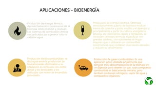 APLICACIONES - BIOENERGÍA
Producción de energía térmica:
Aprovechamiento convencional de la
biomasa sólida (natural y residual).
Los sistemas de combustión directa
son aplicados para generar calor o
calentar agua.
Producción de energía eléctrica: Obtenida
minoritariamente a partir de biomasa residual
(restos de cosecha y poda, orujillo y el alperujo) y
principalmente a partir de cultivos energéticos
leñosos, de crecimiento rápido y herbáceos. se
necesitan centrales térmicas específicas con
grandes calderas, con volúmenes de hogar
mayores que si utilizaran un combustible
convencional, que conllevan inversiones elevadas
y reducen su rendimiento
Producción de biocombustibles: se
distingue entre la producción de
biocarburantes destinados a su
utilización en vehículos con motor
diesel y los destinados a los
vehículos con motor de encendido
provocado.
Producción de gases combustibles: Es una
aplicación poco utilizada actualmente que
consiste en la descomposición de la biomasa en
un digestor para obtener un gas, cuyo compuesto
combustible es básicamente metano, pero
también contienen nitrógeno, vapor de agua y
compuestos orgánicos.
 