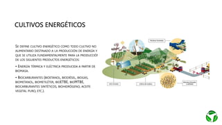 CULTIVOS ENERGÉTICOS
SE DEFINE CULTIVO ENERGÉTICO COMO TODO CULTIVO NO
ALIMENTARIO DESTINADO A LA PRODUCCIÓN DE ENERGÍA Y
QUE SE UTILIZA FUNDAMENTALMENTE PARA LA PRODUCCIÓN
DE LOS SIGUIENTES PRODUCTOS ENERGÉTICOS:
• ENERGÍA TÉRMICA Y ELÉCTRICA PRODUCIDA A PARTIR DE
BIOMASA.
• BIOCARBURANTES (BIOETANOL, BIODIÉSEL, BIOGÁS,
BIOMETANOL, BIOMETILÉTER, BIOETBE, BIOMTBE,
BIOCARBURANTES SINTÉTICOS, BIOHIDRÓGENO, ACEITE
VEGETAL PURO, ETC.).
 