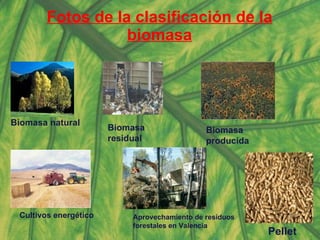 Fotos de la clasificación de la biomasa Biomasa natural   Biomasa residual  Biomasa producida  Cultivos energético   Aprovechamiento de residuos forestales en Valencia Pellet 