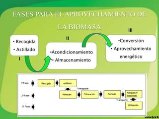 FASES PARA EL APROVECHAMIENTO DE
LA BIOMASA
• Recogida
• Astillado
•Acondicionamiento
• Almacenamiento
•Conversión
• Aprovechamiento
energético
I
II
III
 