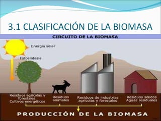 3.1 CLASIFICACIÓN DE LA BIOMASA 