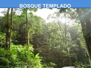 BOSQUE TEMPLADO