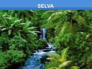 SELVA
 