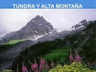 TUNDRA Y ALTA MONTAÑA