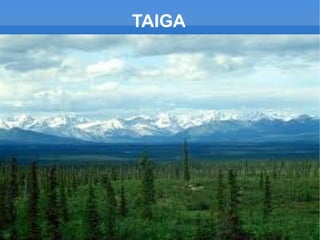 TAIGA
