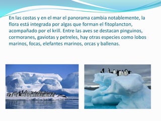 En las costas y en el mar el panorama cambia notablemente, la
flora está integrada por algas que forman el fitoplancton,
acompañado por el krill. Entre las aves se destacan pinguinos,
cormoranes, gaviotas y petreles, hay otras especies como lobos
marinos, focas, elefantes marinos, orcas y ballenas.
 